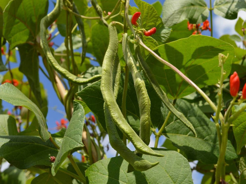 Runner Beans 2